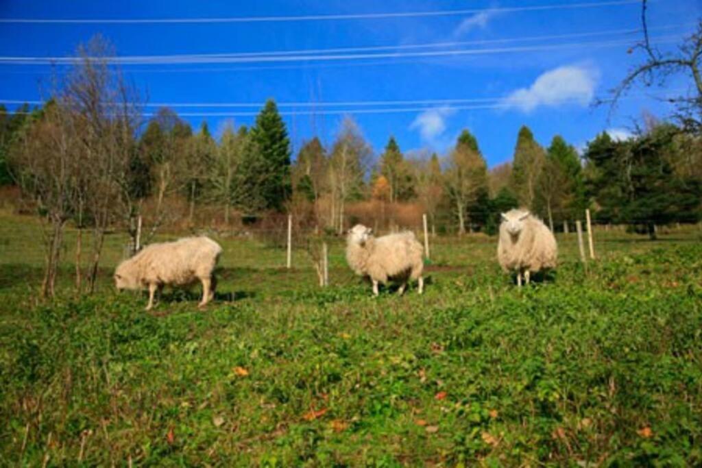 Appartement Dans Vielle Ferme Au Coeur Des Vosges プレンフェン エクステリア 写真